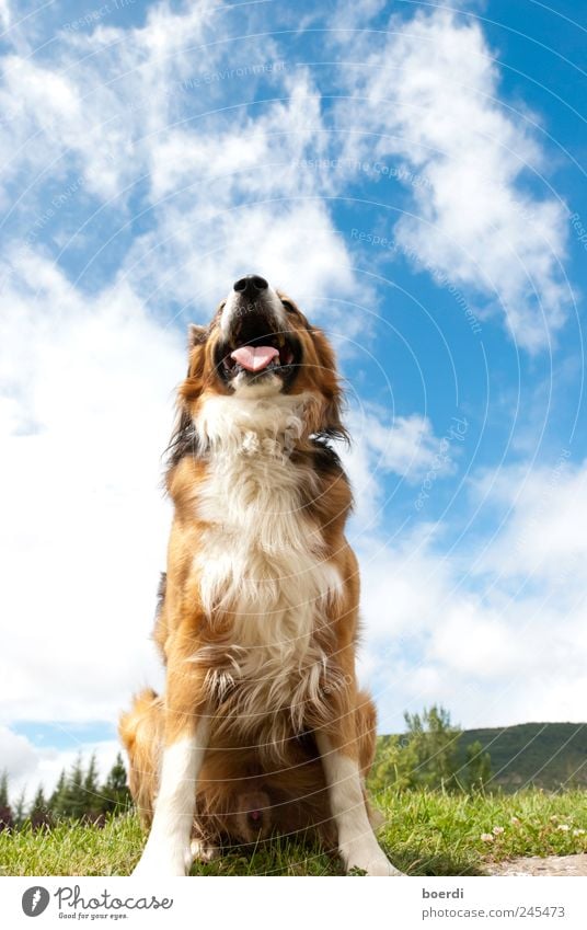 mmelhound Landscape Animal Sky Clouds Dog 1 Looking Dream Colour photo Exterior shot Day Deep depth of field Worm's-eye view Animal portrait Upward