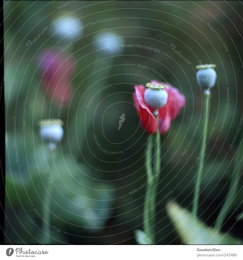 Hyde Park Environment Nature Plant Flower moon Meadow Elegant Fresh Near Beautiful Gloomy Blue Multicoloured Red Colour photo Exterior shot Close-up Detail