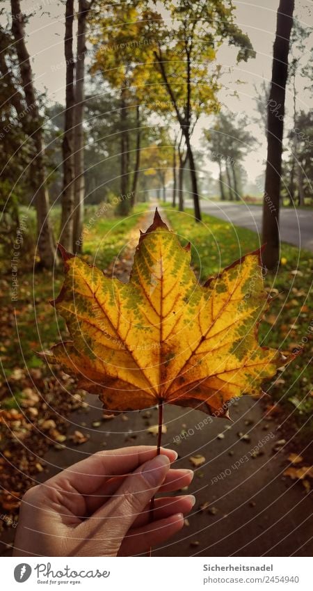 maple leaf Nature Plant Sunrise Sunset Autumn Beautiful weather Tree Leaf Maple tree Deciduous tree Maple leaf Warmth Country life Colour photo Exterior shot