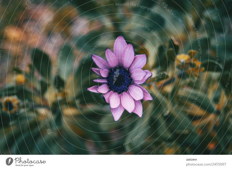 Close-up of lilac flower of osteospermum ecklonis in nature with leaves background Summer Garden Wallpaper Environment Nature Plant Flower Bushes Leaf Blossom