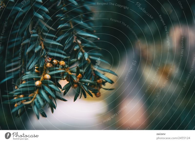 Close-up of branch of Baccata taxus with small fruits and a bokeh of natural light background Allergy Environment Nature Plant Tree Bushes Leaf Foliage plant