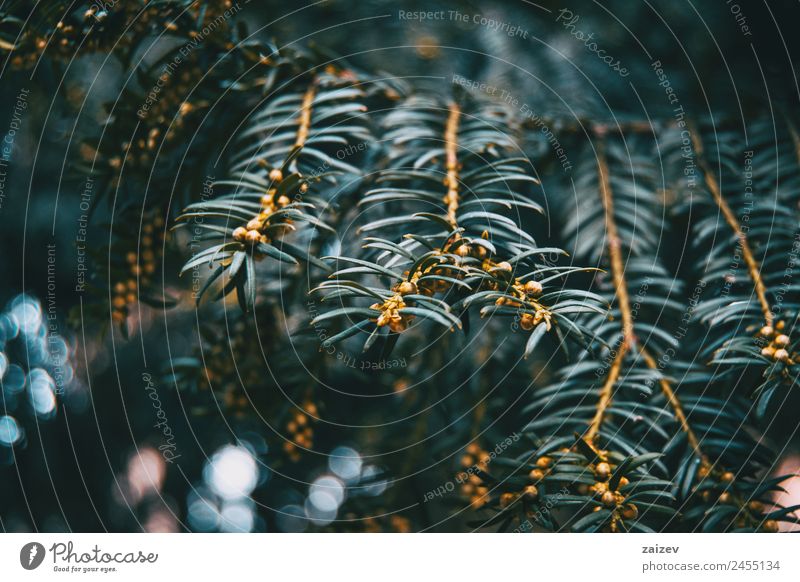 Close-up of branch of Baccata taxus with small fruits and a bokeh of natural light background Allergy Environment Nature Plant Tree Bushes Leaf Garden Park