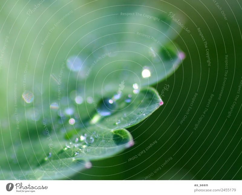 Dew drops on leaf Design Life Harmonious Senses Calm Garden Environment Nature Plant Water Drops of water Spring Summer Rain Leaf Foliage plant Glittering