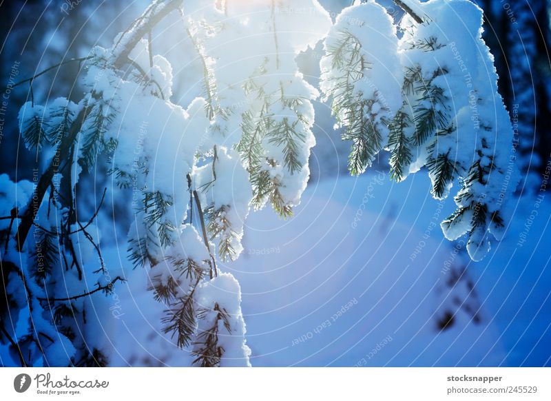 Winter Pine Tree Forest Snow Branch Deserted Nature Natural Finland Nordic Scandinavia Finnish Cold Cool (slang)