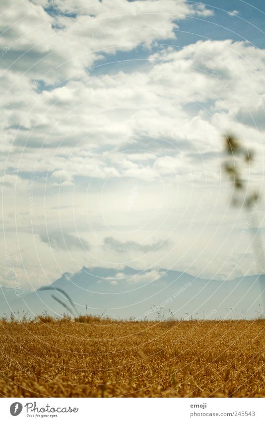 Wantedspiekeroog | USA - CH Nature Landscape Sky Clouds Summer Agricultural crop Field Mountain Natural Yellow Gold Grain Cornfield Grain field Switzerland Alps