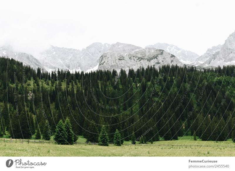 Coniferous forest in the alps Nature Coniferous trees Alps Mountain Clouds Meadow Colour photo Exterior shot Copy Space top Day Central perspective