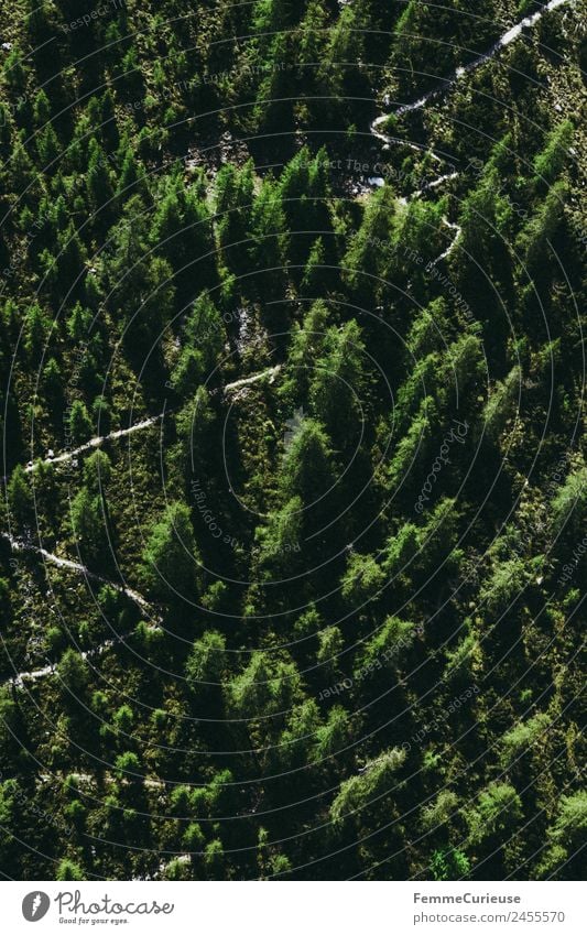 Coniferous forest seen from the air Nature Landscape Coniferous trees Lanes & trails Zigzag Sunbeam Forest Recreation area Colour photo Exterior shot