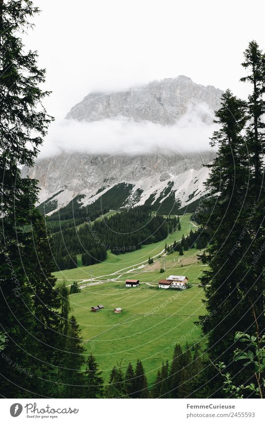 View of an alp from above Nature Landscape Alpine pasture Austria Alps Coniferous trees Coniferous forest Meadow Alpine hut Mountain Travel photography