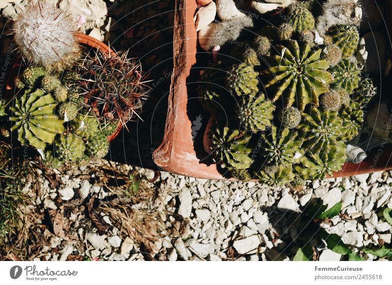 Set of cactuses Nature Cactus Pebble Clay pot Sunbeam Decoration Garden Terrace Plant Colour photo Exterior shot Day Central perspective