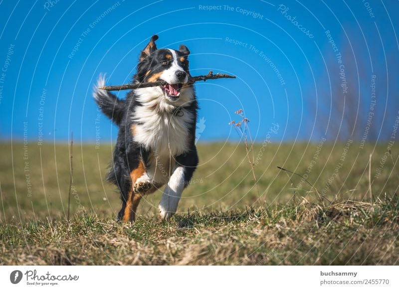 Bernese Mountain Dog retrieving Animal Spring Beautiful weather Meadow Pet 1 Running Playing Athletic Speed Blue Green Black White Retrieve Stick Blue sky Joy