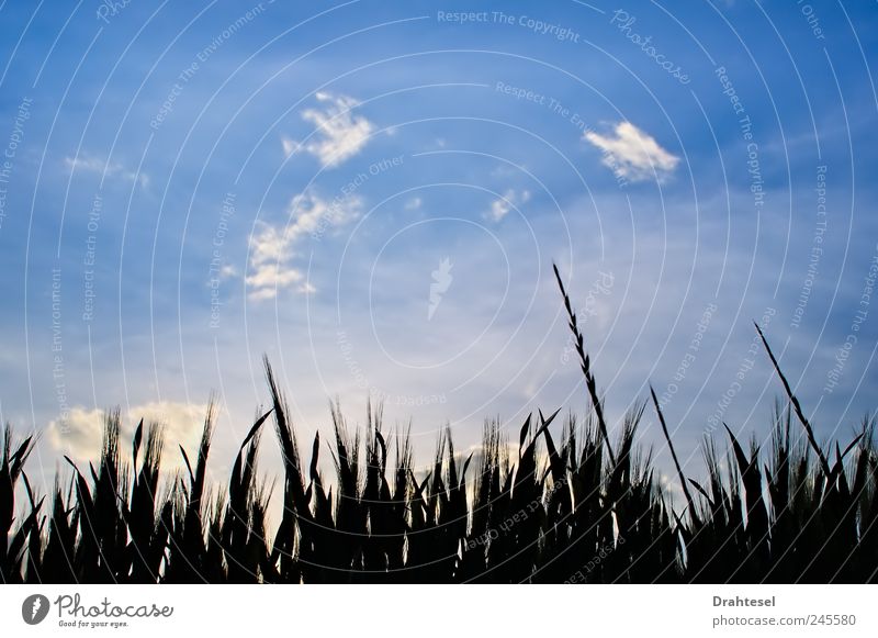 heavenly dreamers Environment Nature Plant Sky Clouds Summer Grass Meadow Field Dream Blue Black Calm Peace Horizon Colour photo Exterior shot Deserted Evening