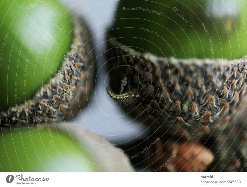 there's who's stuck Environment Nature Plant Animal Brown Green Worm Caterpillar Acorn Fruit Detail Close-up Colour photo Exterior shot