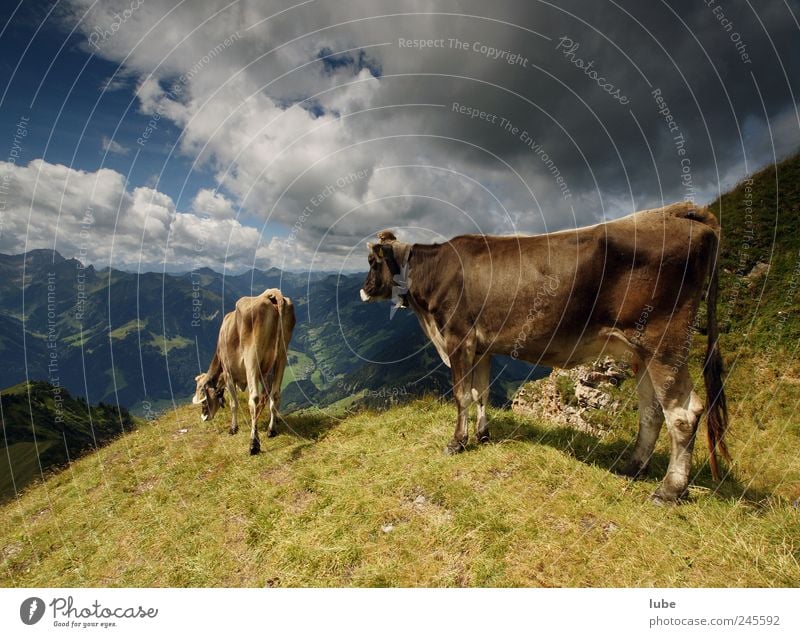 Two cows Tourism Far-off places Summer Mountain Environment Nature Landscape Clouds Storm clouds Climate Hill Rock Alps Peak Animal Pet Farm animal Cow 2