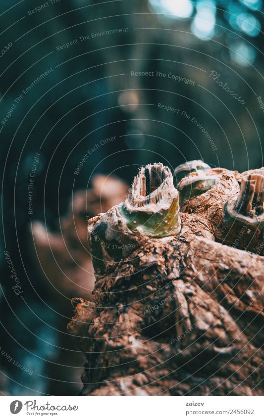 closeup of trunk stumps of a phytolacca dioica in nature with abstract forms Skin Garden Nature Landscape Plant Tree Park Forest Old Growth Dark Natural Wild