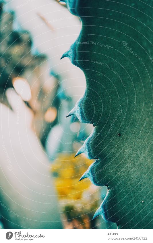 Close-up of blue agave ferox thorn in nature Exotic Beautiful Garden Environment Nature Plant Flower Cactus Leaf Park Sharp-edged Simple Elegant Natural Wild