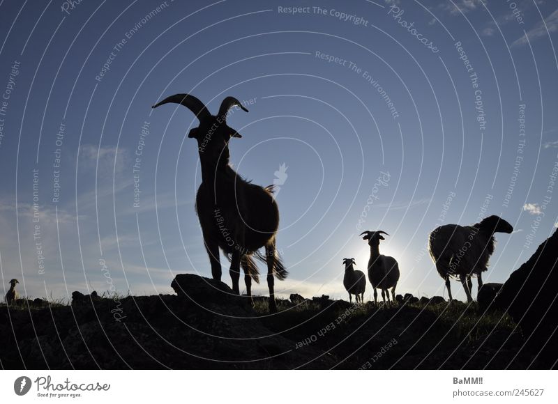 we're here! Nature Animal Sky Horizon Sun Sunlight Summer Beautiful weather Rock Steppe Farm animal Goats Sheep 4 Group of animals Herd Discover