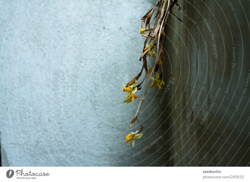 flowers Blossoming Flower Spring Garden Garden plot Nature Plant wallroth Wall (building) Wall (barrier) Plaster Rough Corner Corner of the room Niche Dried