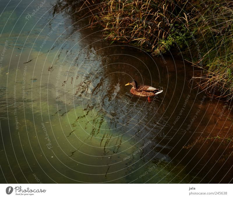 duck Environment Nature Landscape Plant Animal Grass Foliage plant Wild plant Brook Wild animal Duck 1 Swimming & Bathing Natural Brown Green Colour photo