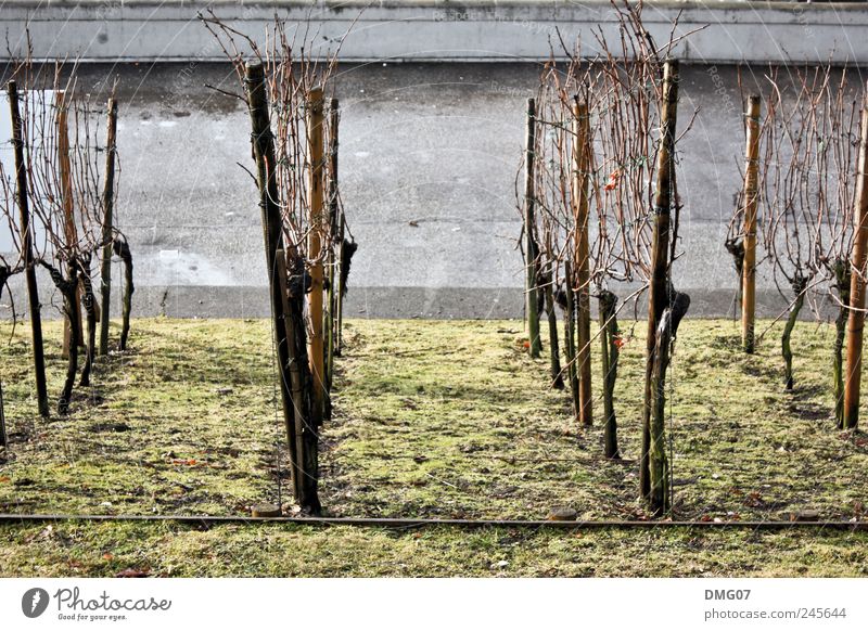 CityWine Nature Summer Meadow Field Old Sadness Indifferent Vine Downtown country Gray Green Vineyard Street Colour photo Exterior shot Deserted Morning Day