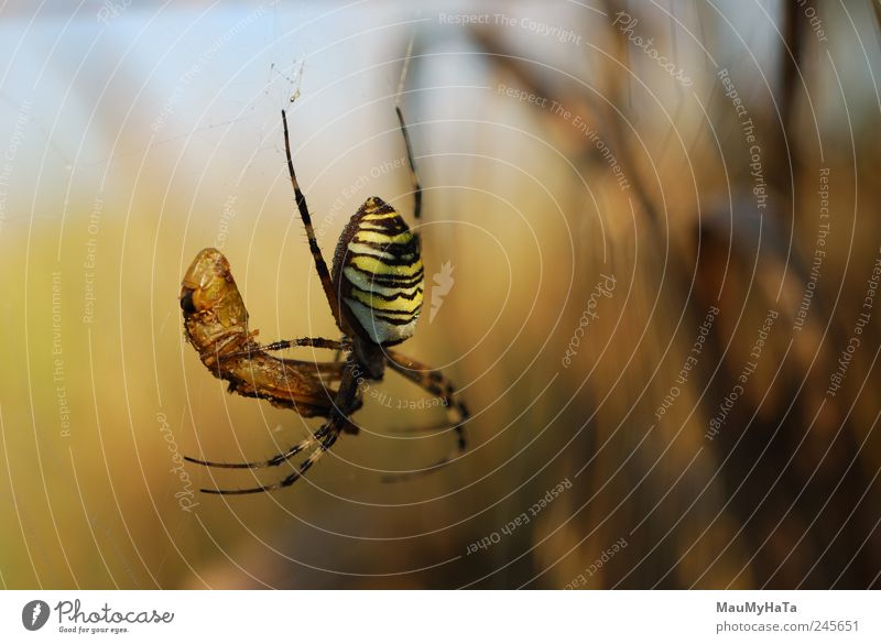 Spider Nature Plant Animal Grass Leaf Garden Park Worm 2 Might Protection Death Appetite Dangerous Aggravation Colour photo Exterior shot Close-up Detail