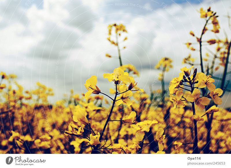 rapsfeld Environment Nature Landscape Plant Sky Clouds Sunlight Summer Weather Beautiful weather Agricultural crop Field Blossoming Growth Soft Blue Brown