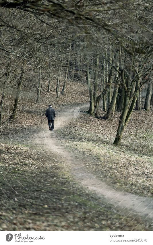 Lonely walker Lifestyle Well-being Relaxation Calm Trip Far-off places Human being Male senior Man Environment Nature Landscape Tree Park Forest Senior citizen