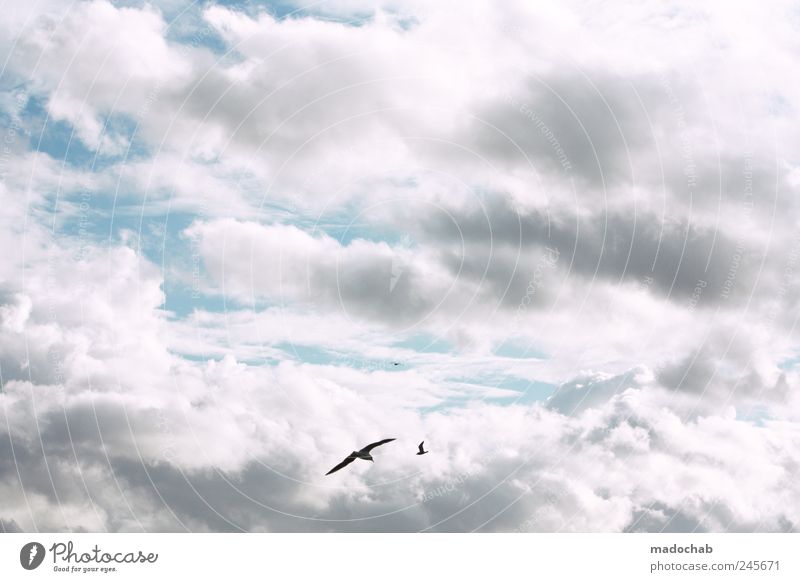 Where there's nothing, the third is happy. Environment Nature Sky Sky only Clouds Summer Bird Esthetic Contentment Freedom Joy Peace Serene Happy Hope Kitsch