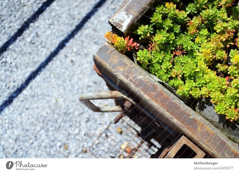 industrial garden Industry Esthetic Railroad Railroad car wagon Plant Railroad tracks Gravel Going Trash recycling Tricorn Basel Colour photo Exterior shot