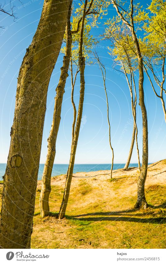 Baltic Sea coast in Poland Vacation & Travel Beach Coast Reef Blue Yellow Baltic coast Orzchechowo dunes trees Nature nature reserve wi Lonely Beautiful