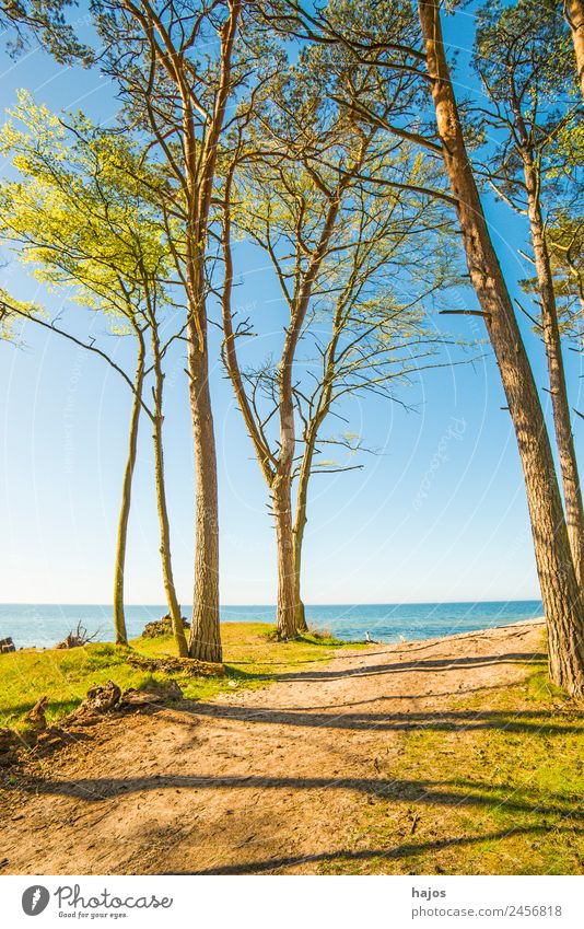 Baltic Sea coast in Poland Vacation & Travel Beach Sand Tree Reef Tourism Dune trees Ocean Blue Sky farsightedness naturally Orchzechovo Nature reserve Summer