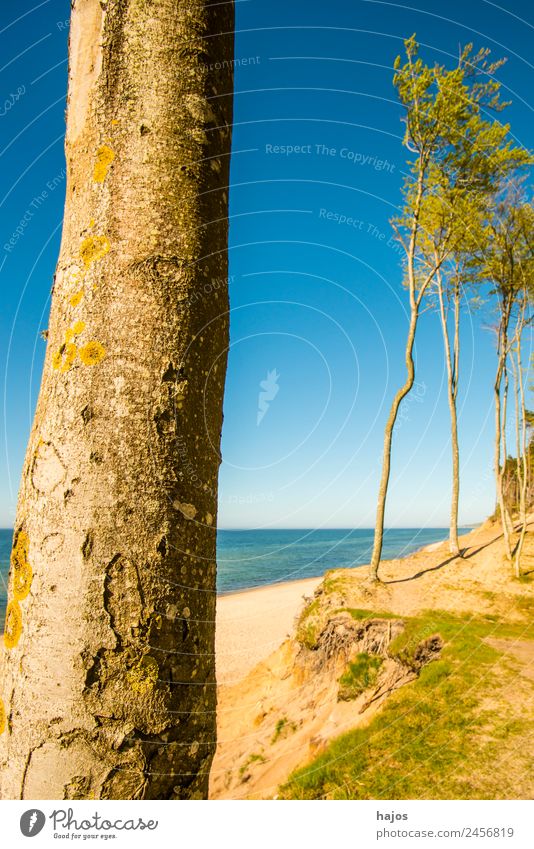 Baltic Sea coast in Poland Vacation & Travel Beach Sand Reef Tourism Baltic beach dunes pines White Sky Blue Wild Lonely Beautiful Untouched nature conservation