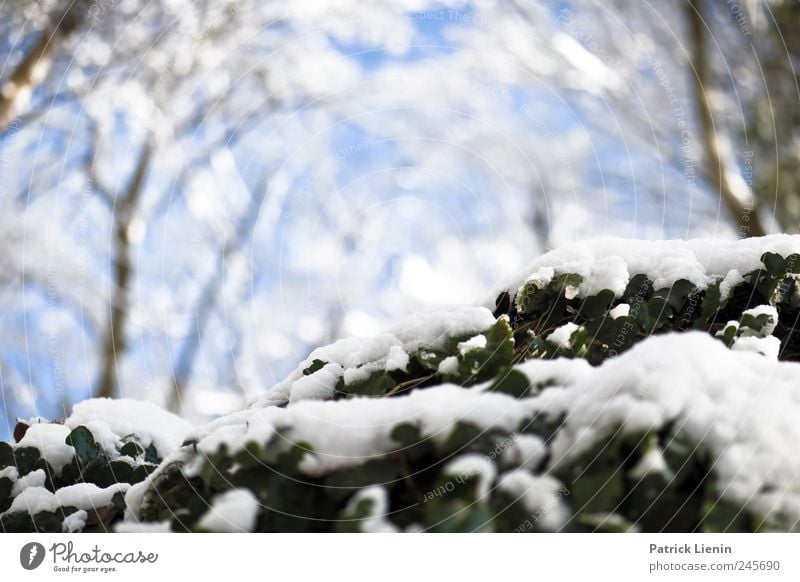 Last Christmas Beautiful Winter Snow Environment Nature Plant Elements Air Weather Forest Fresh Cold Blue White Moody Esthetic Relaxation Freedom