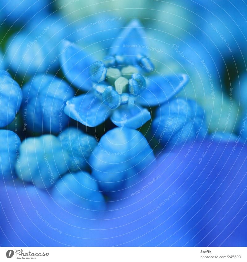 coral beauty Hydrangea plate hortensia hydrangea Hydrangea serrata hydrangea buds Japanese mountain hydrangea Inner flowers flowering hydrangea