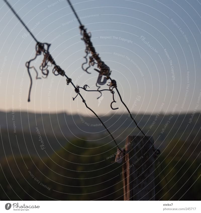 morning jumble Forest Hill Blue Green Vineyard Wire cable Muddled Knot Wooden stake Colour photo Subdued colour Exterior shot Detail Deserted Copy Space right