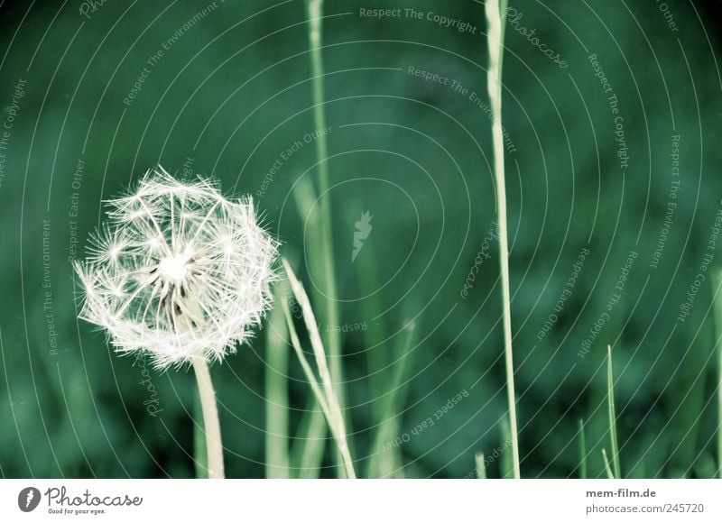 flower blow.... Plant Air Grass Blossom Energy Colour photo Exterior shot Detail Macro (Extreme close-up) Copy Space right Copy Space top Day