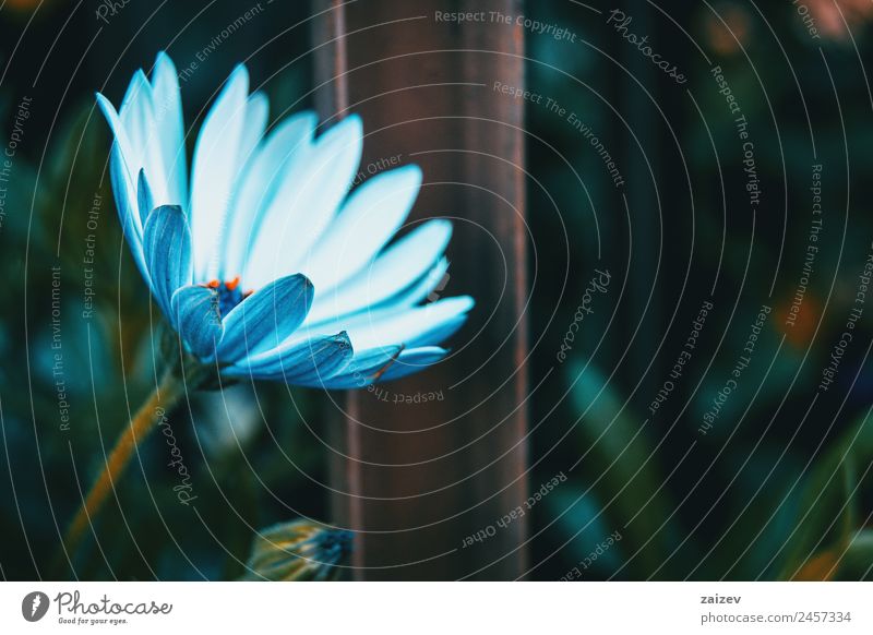 Close-up of an isolated white flower of osteospermum ecklonis in nature Summer Garden Wallpaper Environment Nature Plant Flower Leaf Blossom Foliage plant