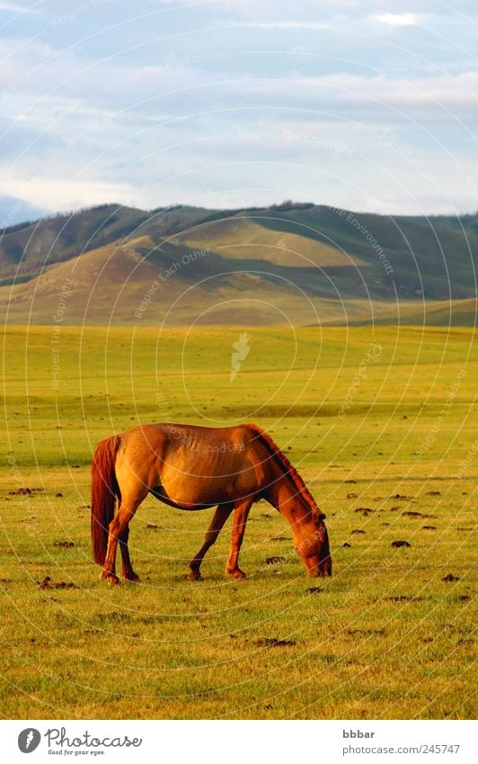 Landscape of horse on the grasslands Ride Vacation & Travel Tourism Trip Far-off places Freedom Sightseeing Safari Summer Summer vacation Mountain Environment