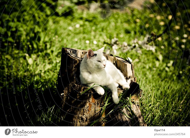 The King is enthroned Environment Nature Landscape Plant Animal Sunlight Summer Weather Beautiful weather Grass Foliage plant Garden Park Meadow Pet Cat 1 Wood