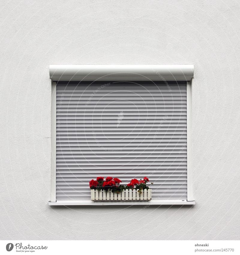 &lt;font color="#ffff00"&gt;-=Aufsteh´n=- sync:ßÇÈâÈâ Flower Geranium House (Residential Structure) Detached house Wall (barrier) Wall (building) Facade Window