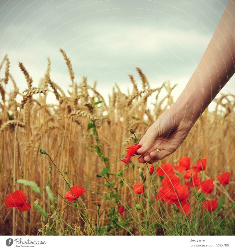 The flower picker Grain Beautiful Harmonious Well-being Calm Summer Human being Arm Hand Environment Nature Sky Clouds Storm clouds Wind Gale Plant