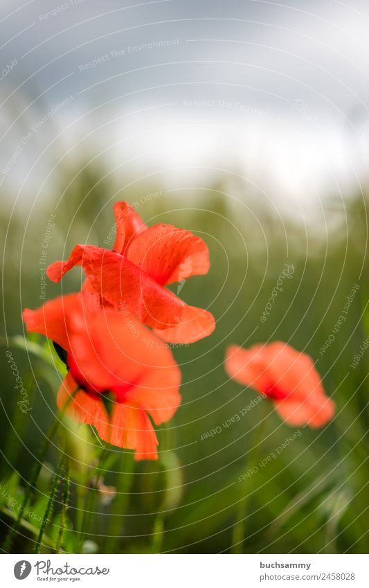 Poppies in the field Nature Plant Spring Beautiful weather Blossom Foliage plant Wild plant Blossoming Fragrance Green Red Moody Joie de vivre (Vitality)