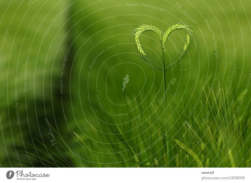 Heart of a grain in a barley field Landscape Grass Love Fresh Healthy Green Spring fever Grateful Grain Grain field Grain harvest Agriculture Barleyfield