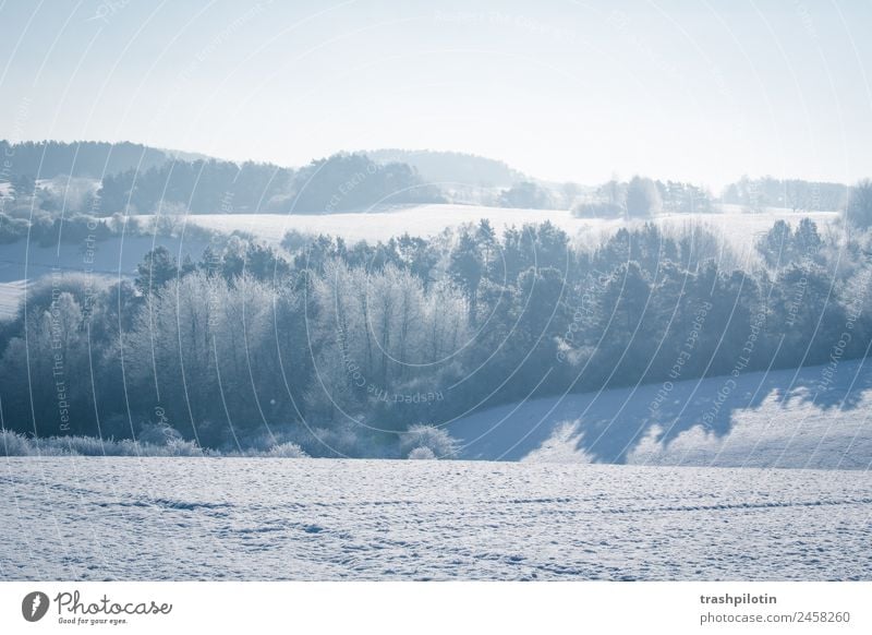 snowy landscape Snow Snowfall Winter Landscape Cold Frost Ice Sun Back-light Minus degrees Field Tree