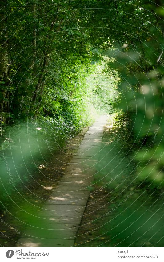 fairytale forest Nature Landscape Summer Beautiful weather Tree Grass Foliage plant Park Natural Green Lanes & trails Forest Clearing Footpath Colour photo