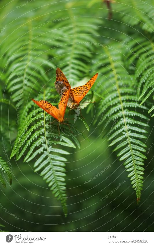 two kaismantel on a fern Summer Fern Forest Wild animal Butterfly 2 Animal Pair of animals Love Exotic Beautiful Green Orange Sympathy Together Love of animals