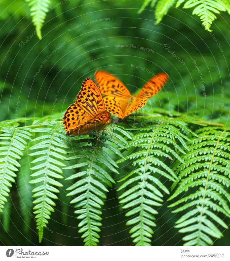 kaismantel in twos Summer Beautiful weather Fern Forest Animal Butterfly 2 Pair of animals Sit Natural Orange Together Nature Silver-washed fritillary