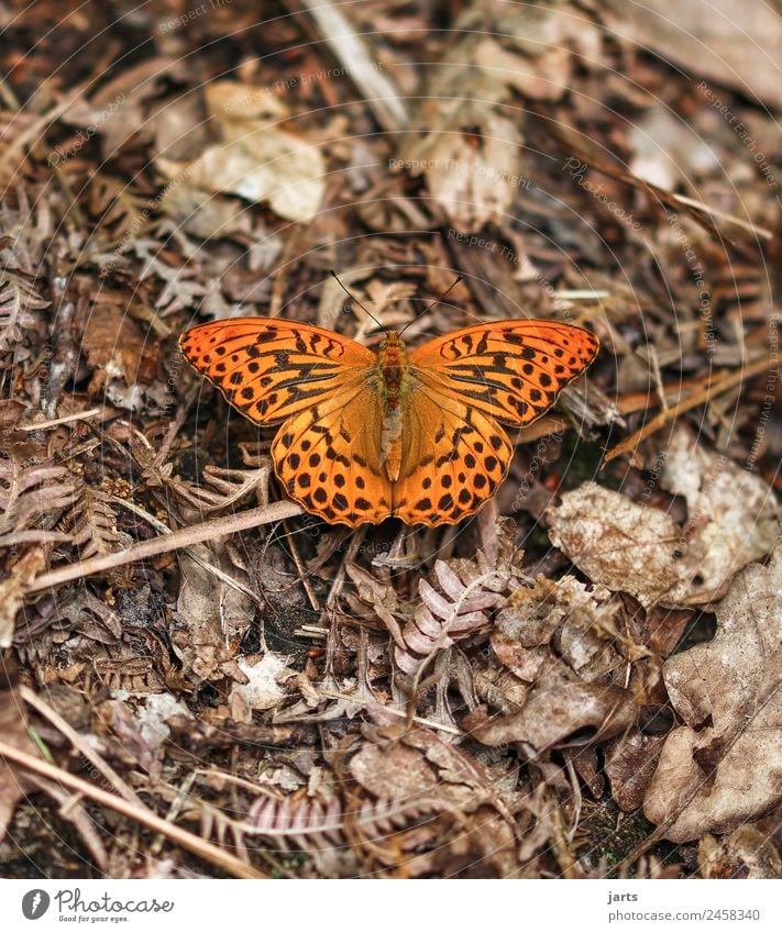 kaismantel on the forest floor Plant Animal Summer Beautiful weather Fern Leaf Forest Wild animal Butterfly 1 Sit Exotic Natural Brown Orange Patient Calm