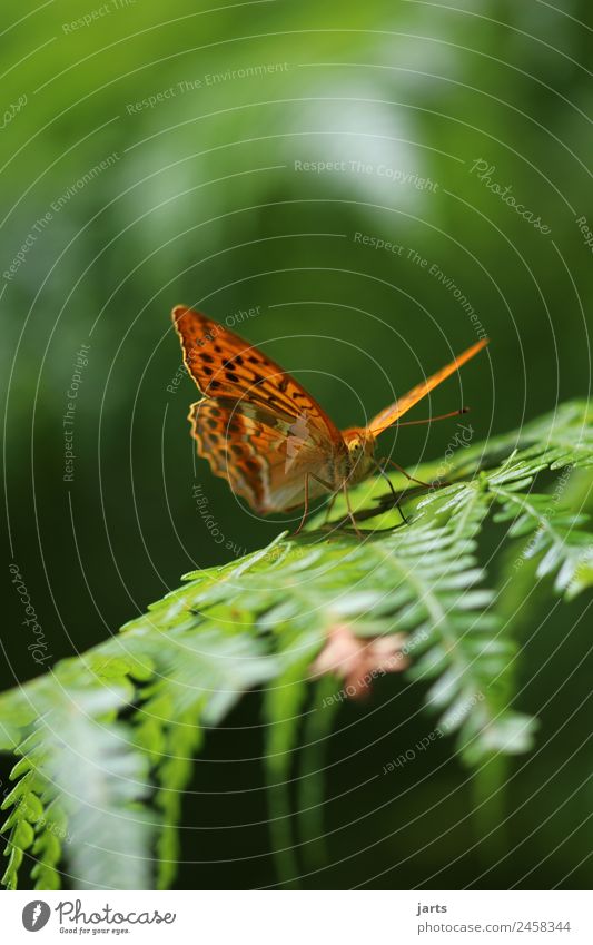 butterfly Spring Summer Beautiful weather Plant Fern Forest Wild animal Butterfly 1 Animal Sit Esthetic Elegant Free Natural Green Orange Nature