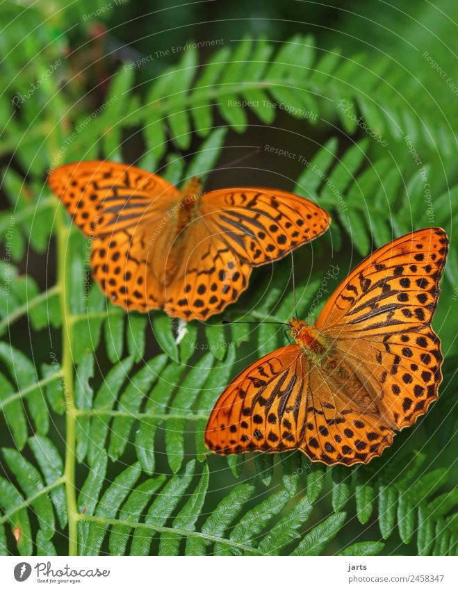 Together Nature Plant Animal Summer Beautiful weather Fern Forest Wild animal Butterfly 2 Pair of animals Free Colour photo Exterior shot Close-up Deserted