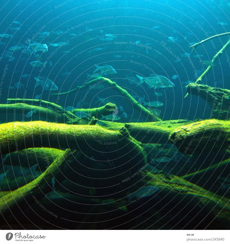 SWARM INTELLIGENCE Water Branch Underwater plant Algae Fish Zoo Aquarium Flock Swimming & Bathing Blue Multicoloured Green Colour photo Underwater photo